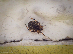 Dipoena melanogaster