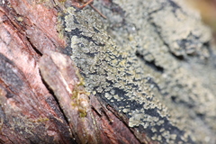 Fuscopannaria sorediata