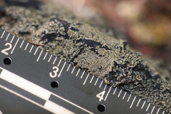 Fuscopannaria sorediata