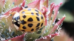Harmonia axyridis