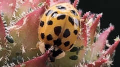 Harmonia axyridis