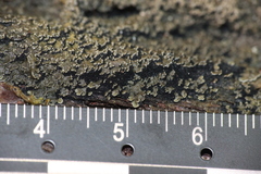 Fuscopannaria sorediata