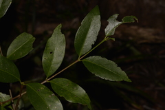 Cyclophyllum longipetalum