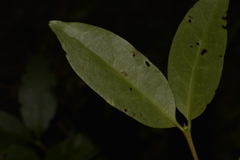 Cyclophyllum longipetalum