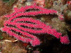 Alcyonium coralloides