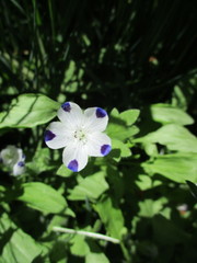 Nemophila maculata