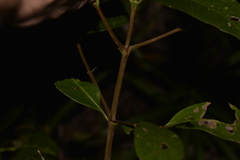 Cyclophyllum longipetalum