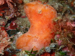 Aplidium elegans