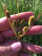 Cyperus retrorsus