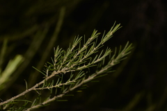 Ricinocarpos pinifolius