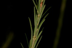 Ricinocarpos pinifolius