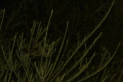 Ricinocarpos pinifolius