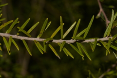 Ricinocarpos pinifolius