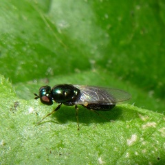 Microchrysa polita
