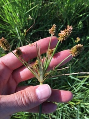Cyperus retrorsus