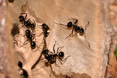 Polyrhachis mackayi