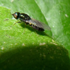 Microchrysa polita