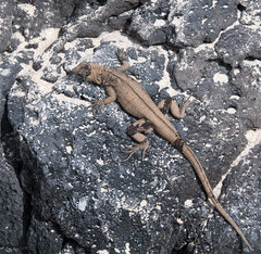 Microlophus barringtonensis