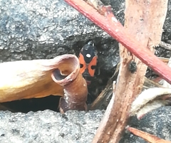 Horvathiolus superbus