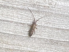 Pogonognathellus longicornis