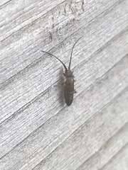 Pogonognathellus longicornis