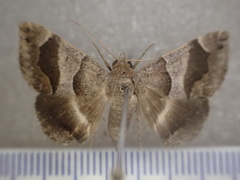 Dysgonia senex