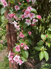 Weigela