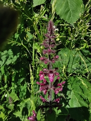Stachys sylvatica