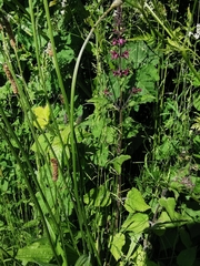 Stachys sylvatica