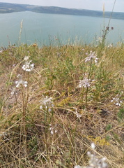 Allium podolicum