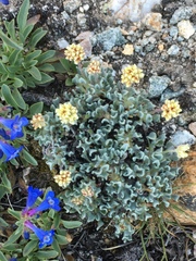 Eriogonum kingii