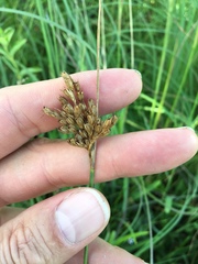 Juncus dichotomus