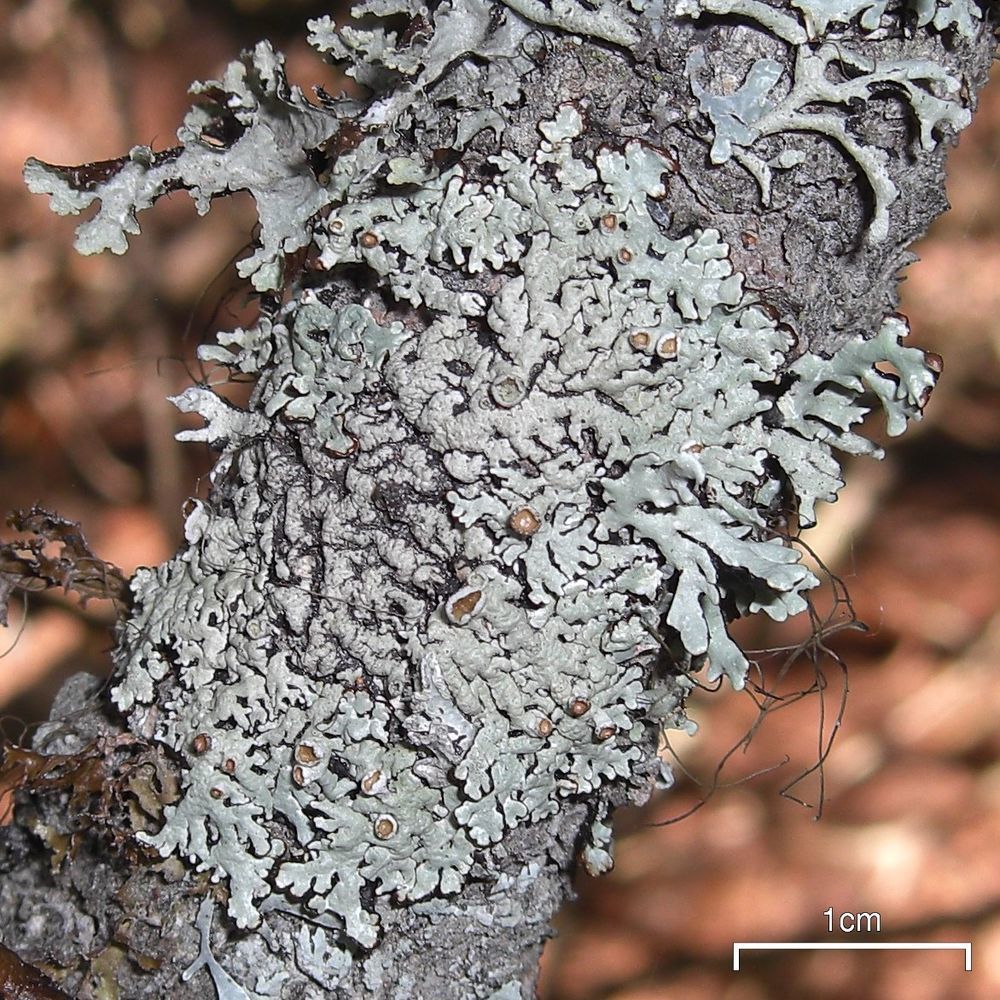 Hypogymnia metaphysodes