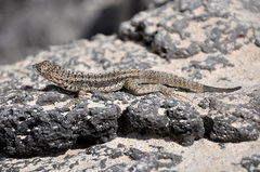 Microlophus barringtonensis