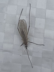 Pterygota