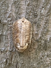 Hierodula patellifera