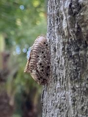 Hierodula patellifera