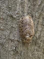 Hierodula patellifera