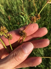 Juncus validus