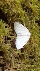 Lomographa bimaculata