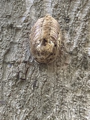 Hierodula patellifera