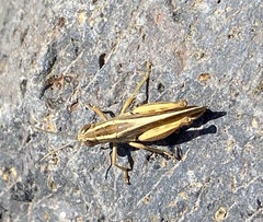 Calliptamus plebeius
