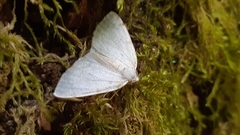 Lomographa bimaculata