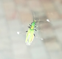 Chrysanthia viridissima