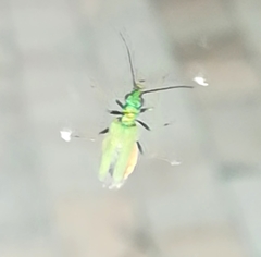 Chrysanthia viridissima