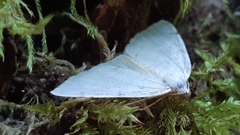 Lomographa bimaculata