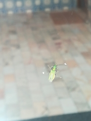 Chrysanthia viridissima