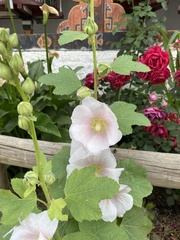 Alcea rosea