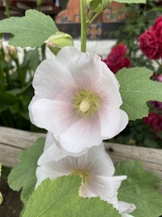 Alcea rosea