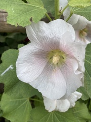 Alcea rosea